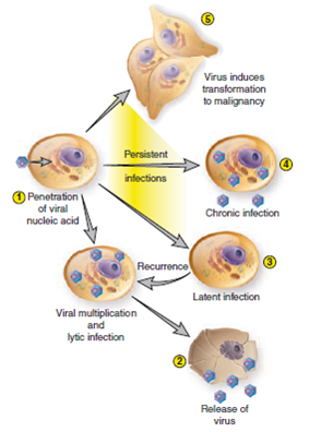 Using figure 24.1 and table 24.1 as references, match each virus (a-d) with its usual infection pattern (1-5). Explain the outcomes of the disease process for each virus. (a) b) (c) (d)