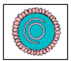 Using figure 24.1 and table 24.1 as references, match each virus (a-d) with its usual infection pattern (1-5). Explain the outcomes of the disease process for each virus. (a) b) (c) (d)