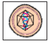 Using figure 24.1 and table 24.1 as references, match each virus (a-d) with its usual infection pattern (1-5). Explain the outcomes of the disease process for each virus. (a) b) (c) (d)
