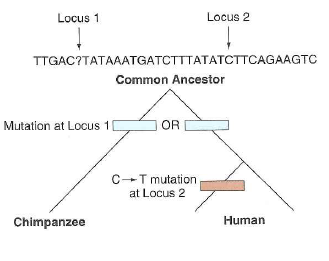 Humans and gorillas last shared a common ancestor about 10 million years ago. Humans and chimps last shared a common ancestor about 6 million years ago. The table below shows the corresponding genomic region from two gorilla gametes, three chimpanzee gametes, and three human gametes. a. Draw a cladogram similar to that in Fig. 10.6b to show the evolutionary relationships among these three species. b. The data reveal six polymorphisms among these eight genomes, at positions 2 (A or G), 3 (A or T), 4 (G or T), 7 (C or T), 8 (C or T), and 9 (G or T). On your cladogram, indicate approximately when the mutations that produced each of these polymorphisms occurred. For each allele, state whether it is ancestral, derived, or that you can't tell. c. Infer the sequences in (i) the last common ancestor of humans and chimpanzees, and (ii) the last common ancestor of all three species. Use a question mark ( ) to represent any uncertainty. Figure 10.6 Inferring the evolutionary history of SNPs. (b) Cladogram (diagram of evolutionary lineages). Locus 1 ( light blue ) differs between chimps and humans, but all humans have the same allele (G).The mutation causing the locus 1 difference must have occurred since the species diverged, either in the lineage leading to chimps or that leading to humans; the allele at this position in the most recent common ancestor of the two species cannot be determined. At locus 2 ( orange ) , the C allele shared between chimps and some humans must be ancestral, while the T allele in other humans must be derived (that is, caused by a recent mutation specifically in the lineage of some humans).