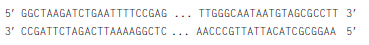 Which of the following set(s) of primers could you use to amplify the target DNA sequence below, which is part of the last protein-coding exon of the CFTR gene a. b. c. d.