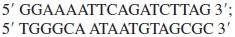 Which of the following set(s) of primers could you use to amplify the target DNA sequence below, which is part of the last protein-coding exon of the CFTR gene a. b. c. d.