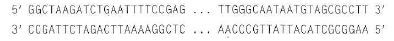 Problem 10 above raises several interesting questions about the design of PCR primers. a. How can you be sure that the two 18-nucleotide-long primers you chose as your answer to Problem 10 will amplify only an exon of the CFTR gene, but no other region, from a sample of human genomic DNA b. Primers used in PCR are generally at least 16 nucleotides long. Why do you think the lower limit would be approximately 16 c. Suppose one of the primers in your answer to Problem 10 had a mismatch with a single base in the genomic DNA of a particular individual. Would you be more likely to obtain a PCR product from this genomic DNA if the mismatch was at the 5 end or at the 3 end of the primer Why Problem 10 Which of the following set(s) of primers a-d could you use to amplify the target DNA sequence below, which is part of the last protein-coding exon of the CFTR gene a. 5 GGAAAATTCAGATCTTAG 3 ; 5 TGGGCAATAATGTAGCGC 3 b. 5 GCTAAGATCTGAATTTTC 3 ; 3 ACCCGTTATTACATCGCG 5 c. 3 GATTCTAGACTTAAAGGC 5 ; 3 ACCCGTTATTACATCGCG 5 d. 5 GCTAAGATCTGAATTTTC 3 ; 5 TGGGCAATAATGTAGCGC 3