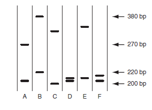 The trinucleotide repeat region of the Huntington disease ( HD ) locus in six individuals is amplified by PCR and analyzed by gel electrophoresis as shown in the following figure; the numbers to the right indicate the sizes of the PCR products in bp. Each person whose DNA was analyzed has one affected parent. a. Which individuals are most likely to be affected by Huntington disease, and in which of these people is the onset of the disease likely to be earliest b. Which individuals are least likely to be affected by the disease c. Consider the two PCR primers used to amplify the trinucleotide repeat region. If the 5'-end of one of these primers is located 70 nucleotides upstream of the first CAG repeat, what is the maximum distance downstream of the last CAG repeat at which the 5'-end of the other primer could be found