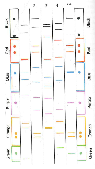 The figure below shows DNA fingerprint analysis of the genomic DNA from semen associated with a rape (***) and from mouth swabs (somatic cells) of individuals 1-4. This analysis involves the PCR amplification of six SSR loci, each from a different (nonhomologous) chromosome. All PCR primers used are 20 nucleotides long; the primers for each locus have fluorescent tags in a locus-specific color. In the gel, some bands are thicker because relatively more of the corresponding PCR product was obtained. The figure has dots aligned on both sides that you can use to find the critical bands, using the edge of a piece of paper as a guide. a. Sperm are haploid, but the semen sample shows two different-sized PCR products for certain loci. How is this possible b. Is any locus on the X chromosome If so, identify it. c. Is any locus on the Y chromosome If so, which one d. Explain why these results demonstrate that none of the four individuals is the rapist. What pattern would you expect by analyzing mouth swab DNA from the rapist e. Do these results nonetheless provide any information that could help catch the rapist If so, be as specific as possible. f. The two orange bands amplified by PCR from the semen are 200 and 212 bp long. How many tandem repeats of the microsatellite repeating unit are found in the two alleles of this locus in the rapists genomic DNA (Assume that the PCR products are the shortest possible and that the repeating unit for this locus is TCCG.)