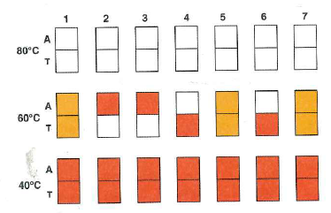 Microarrays were used to determine the genotypes of seven embryos (made by in vitro fertilization) with regard to sickle-cell anemia. Each pair of squares in the figure below represents two ASOs, one specific for the Hb A allele (A) and the other for the HB S allele (T), attached to a chip of silicon and hybridized with fluorescently labeled PCR product from a single cell from one of the embryos. The hybridizations were performed at three different temperatures (80°C, 60°C, and 40°C) as shown. a. Why do you think the PCR step is needed for this microarray analysis b. Make a sketch of the location in genomic DNA of the PCR primers relative to the sickle-cell mutation. Indicate the 5 -to-3 polarities of all DNA molecules involved. c. Why is no hybridization seen at 80°C d. Why do you see strong hybridization of all genomic DNA probes to both ASOs at 40°C e. What are the genotypes of the seven embryos Which of these embryos would you choose to implant into the mother s uterus so as to avoid the possibility that the child would have sickle-cell anemia