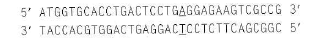 A partial sequence of the wild-type Hb A allele is shown here (the top strand is the RNA-like coding strand, and the location of the disease-causing mutation is underlined): and the sickle-cell allele HB s sequence is: Design two 21-nucleotide-long ASOs that could be attached to a silicon chip for the microarray analysis performed in Problem 20. Two possibilities exist for each ASO; you only need to show one possibility for each. Problem 20 Microarrays were used to determine the genotypes of seven embryos (made by in vitro fertilization) with regard to sickle-cell anemia. Each pair of squares in the figure below represents two ASOs, one specific for the Hb A allele (A) and the other for the HB S allele (T), attached to a chip of silicon and hybridized with fluorescently labeled PCR product from a single cell from one of the embryos. The hybridizations were performed at three different temperatures (80°C, 60°C, and 40°C) as shown. a. Why do you think the PCR step is needed for this microarray analysis b.Make a sketch of the location in genomic DNA of the PCR primers relative to the sickle-cell mutation. Indicate the 5 -to-3 polarities of all DNA molecules involved. c. Why is no hybridization seen at 80°C d. Why do you see strong hybridization of all genomic DNA probes to both ASOs at 40°C e. What are the genotypes of the seven embryos Which of these embryos would you choose to implant into the mother s uterus so as to avoid the possibility that the child would have sickle-cell anemia