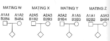 One of the difficulties faced by human geneticists is that matings are not performed with a scientific goal in mind, so pedigrees may not always provide desired information. As an example, consider the following matings (W, X, Y, and Z): a. Which of these matings are informative and which noninformative for testing the linkage between anonymous loci A and B (A1 and A2 are different alleles of locus A, B1 and B2 are different alleles of locus B, etc.) Explain your answer for each mating. b. Is locus A more likely to be a SNP or an SSR What about locus B Explain.