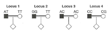 Now consider a mating between consanguineous people involving a recessive genetic disease. The figures below show the genotype of these two people at four SNP loci (1-4). a. For which of these loci is it possible to obtain information about the linkage of the SNP to the disease gene Explain your answer for each locus and describe any special conditions that may apply. b. For any of the loci for which the mating is potentially informative, how would you tell whether the child is the product of a recombinant or nonrecombinant gamete (That is, how could you solve the phase problem ) Be as specific as possible.