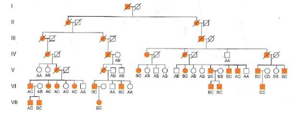 The pedigree shown in Fig. 10.22 was critical to the identification of the Huntington disease gene HD, which is located on chromosome 4. a. The data show that the DNA marker G8 is clearly linked to HD. For the large majority of the people in the pedigree with Huntington disease, which allele of G8 (A, B, C, or D) did they inherit, along with the dominant disease-causing allele of HD, on the copy of chromosome 4 from their affected parent b. How many people in the pedigree can you categorize absolutely as the product of parental or recombinant gametes from their affected parent, without making any assumptions at all (including the assumption of linkage) c. If you now make the assumption that G8 and HD are linked, how many of the people in this pedigree must be the product of a recombinant gamete from their affected parent d. Based solely on the data from this pedigree, what would be the best estimate for the map distance between G8 and HD e. Considering your answers to parts (b) through (d), calculate the maximum Lod score. The pedigree contains 46 people resulting from informative matings. (Note that 0° = 1.) What does this Lod score signify Figure 10.22 A marker closely linked to the Huntington disease locus. Detection of linkage between the DNA marker G8 and a locus responsible for Huntington disease (HD) was the first step in the cloning of the HD gene. The pedigree shows an extended Venezuelan family affected by HD. Alleles at the G8 marker locus are indicated (A, B, C, and D). Cotransmission of marker alleles with the mutant and wild-type alleles at the HD locus is obvious.