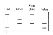 Problem show that you can make predictions about a child's genotype by genotyping linked markers even if you don't examine directly the disease-causing mutation. This method can be valuable for diseases showing high allelic heterogeneity if the linkage is extremely tight. Approximately 3% of the population carries a mutant allele at the CFTR gene responsible for the recessive disease cystic fibrosis. A genetic counselor is examining a family in which both parents are known to be carriers for a CFTR mutation. Their first child was born with the disease, and the parents have come to the counselor to assess whether the new fetus inside the mother's womb is also diseased, is a carrier, or is homozygous wild type at the CF locus. DNA samples from each family member and the fetus are tested by PCR and gel electrophoresis for an SSR marker within one of the CFTR gene's introns. The following results are obtained: a. What is the probability that the child who will develop from this fetus will exhibit the disease b. When this child grows up and mates, what is the probability that any one of her children will be afflicted with the disease c. The cystic fibrosis gene displays extensive allelic heterogeneity: More than 1500 different mutations of the CFTR gene have been shown to be associated with cystic fibrosis worldwide. With this fact in mind, why might human geneticists choose to test the fetus in the indirect manner described in this problem rather than focusing directly on the mutations that actually caused the disease in the first child