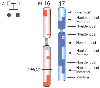 Figure 10.26 portrayed the analysis of Miller syndrome through the sequencing of four complete genomes: those of a brother and sister both affected by the disease, and of both their parents. a. Researchers made the assumption that Miller syndrome is a recessive trait. Could Miller syndrome instead be due to a dominant mutation If so, what scenarios would make this possible b. Why is it highly unlikely that Miller syndrome in this family is due to de novo mutations that occurred in the germ line of the mother, or of the father, or of both parents Describe a scenario based on your understanding of cell divisions in human ovaries or testes (see Figs. 4.18 and 4.19 ) that make the de novo mutation hypothesis at least theoretically possible even if very unlikely. c. On Fig. 10.26b, indicate the location on chromosome 16 closest to the DHOD gene at which recombination took place during meiosis in one of the parents of the Miller syndrome patients. In which parent did this recombination occur d. Do the number of crossovers you see in Fig. 10.26b fit previous estimates that in the human genome, 1 centiMorgan corresponds to about 1 Mb Chromosome 16 is about 90 Mb long; chromosome 17 is about 81 Mb long. e. How could researchers use all the sequence data from this family to estimate the per-nucleotide rate of mutation in humans Figure 10.26 The first family with completely sequenced genomes. (a) Pedigree for the inheritance of Miller syndrome. (b) Map showing the inheritance of parental alleles from chromosomes 16 and 17 in the affected children. Identical regions are those in which the affected brother and sister shared the same maternally and paternally derived alleles. Nonidentical regions are those in which the siblings share no alleles. In haploidentical maternal regions, the siblings have the same allele from the mother but different alleles from the father. In haploidentical paternal regions, the brother and sister share a common allele from the father but have different alleles from the mother. If Miller syndrome is recessive, the responsible gene should lie in an identical region. This prediction was upheld when mutations in the DHOD gene on chromosome 16 were found to be causative for the disease. Figure 4.18 In humans, egg formation begins in the fetal ovaries and arrests during the prophase of meiosis I. Fetal ovaries contain about 500,000 primary oocytes arrested in the diplotene substage of meiosis I. If the egg released during a menstrual cycle is fertilized, meiosis is completed. Only one of the three cells produced by meiosis serves as the functional gamete, or ovum. Figure 4.19 Human sperm form continuously in the testes after puberty. Spermatogonia are located near the exterior of seminiferous tubules in a human testis. Once they divide to produce the primary spermatocytes, the subsequent stages of spermatogenesis-meiotic divisions in the spermatocytes and maturation of spermatids into sperm-occur successively closer to the middle of the tubule. Mature sperm are released into the central lumen of the tubule for ejaculation.