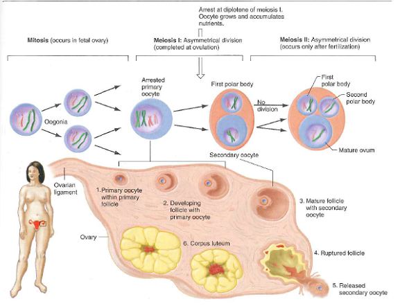 Figure 10.26 portrayed the analysis of Miller syndrome through the sequencing of four complete genomes: those of a brother and sister both affected by the disease, and of both their parents. a. Researchers made the assumption that Miller syndrome is a recessive trait. Could Miller syndrome instead be due to a dominant mutation If so, what scenarios would make this possible b. Why is it highly unlikely that Miller syndrome in this family is due to de novo mutations that occurred in the germ line of the mother, or of the father, or of both parents Describe a scenario based on your understanding of cell divisions in human ovaries or testes (see Figs. 4.18 and 4.19 ) that make the de novo mutation hypothesis at least theoretically possible even if very unlikely. c. On Fig. 10.26b, indicate the location on chromosome 16 closest to the DHOD gene at which recombination took place during meiosis in one of the parents of the Miller syndrome patients. In which parent did this recombination occur d. Do the number of crossovers you see in Fig. 10.26b fit previous estimates that in the human genome, 1 centiMorgan corresponds to about 1 Mb Chromosome 16 is about 90 Mb long; chromosome 17 is about 81 Mb long. e. How could researchers use all the sequence data from this family to estimate the per-nucleotide rate of mutation in humans Figure 10.26 The first family with completely sequenced genomes. (a) Pedigree for the inheritance of Miller syndrome. (b) Map showing the inheritance of parental alleles from chromosomes 16 and 17 in the affected children. Identical regions are those in which the affected brother and sister shared the same maternally and paternally derived alleles. Nonidentical regions are those in which the siblings share no alleles. In haploidentical maternal regions, the siblings have the same allele from the mother but different alleles from the father. In haploidentical paternal regions, the brother and sister share a common allele from the father but have different alleles from the mother. If Miller syndrome is recessive, the responsible gene should lie in an identical region. This prediction was upheld when mutations in the DHOD gene on chromosome 16 were found to be causative for the disease. Figure 4.18 In humans, egg formation begins in the fetal ovaries and arrests during the prophase of meiosis I. Fetal ovaries contain about 500,000 primary oocytes arrested in the diplotene substage of meiosis I. If the egg released during a menstrual cycle is fertilized, meiosis is completed. Only one of the three cells produced by meiosis serves as the functional gamete, or ovum. Figure 4.19 Human sperm form continuously in the testes after puberty. Spermatogonia are located near the exterior of seminiferous tubules in a human testis. Once they divide to produce the primary spermatocytes, the subsequent stages of spermatogenesis-meiotic divisions in the spermatocytes and maturation of spermatids into sperm-occur successively closer to the middle of the tubule. Mature sperm are released into the central lumen of the tubule for ejaculation.