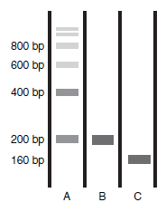 The enzyme micrococcal nuclease can cleave phosphodiester bonds on single- or double-stranded DNAs, but DNA that is bound to proteins is protected from digestion by micrococcal nuclease. When chromatin from eukaryotic cells is treated for a short period of time with micrococcal nuclease and then the DNA is extracted and analyzed by electrophoresis and ethidium bromide staining, the pattern shown in lane A on the gel below is found. Treatment for a longer time results in the pattern shown in lane B, and treatment for yet more time yields that shown in lane C. Interpret these results.