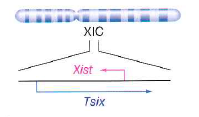 How one X is chosen to express Xist is unknown. One clue to the choice mechanism lies in another gene in the XIC called Tsix, which is transcribed only from the X chromosome that will remain active. Tsix overlaps Xist and is transcribed in the opposite direction, as shown in the figure below. Tsix produces a long noncoding RNA whose sequence is complementary (antisense) to that of Xist , explaining its name ( Xist backwards is Tsix ). Tsix expression from the future active X prevents Xist expression from that X chromosome. a. Suppose a female mammal has one normal X chromosome and one X chromosome that has a mutation preventing expression of the Tsix RNA but allowing expression of the Xist RNA. In the cells of this female, which X chromosome would be more likely to become a Barr body b. Formulate a hypothesis that might explain why Tsix transcription on an X chromosome might interfere with the expression of Xist from the same X chromosome. c. Why does this clue about Tsix still not solve the problem about how cells decide which X chromosomes to inactivate by heterochromatization