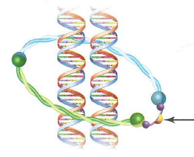 The Rec8 protein is a cohesin complex subunit that is normally made only during meiosis; it substitutes for the purple protein shown in the mitotic cohesin complex in Fig. 11.25 on p. 400. Rec8 is not cleaved during meiosis I but is cleaved during meiosis II to finally allow sister chromatids to segregate. Scientists hypothesized that a protein (shugoshin) protects the Rec8 protein from cleavage and degradation during meiosis I. To identify shugoshin, researchers first produced the Rec8 protein in mitotically dividing yeast cells. In these cells, Rec8 was cleaved during mitosis and the cells suffered no harmful effects. Researchers then expressed other, normally meiosis-specific proteins in cells expressing Rec8 mitotically. The scientists were able to identify shugoshin as a protein that protects Rec8 from degradation. What effect do you think expressing shugoshin had on the mitotically dividing cells expressing Rec8 What phenotype would the cells show Figure 11.25 A molecular model for cohesin. The cohesion complex has protein subunits ( green , aqua , and purple ) that together surround the two sister chromatids (the two DNA molecules with strands In blue and red ). Sister chromatids can separate when a protease (separase; gold ) cleaves the purple cohesin subunit at the site shown by the arrow , freeing the two DNA molecules.