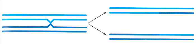 In the following diagram, each line represents a double-stranded DNA molecule. a. What type of cell division is being represented, and which stages of that cell division are shown in the two parts of the figure What is the relationship between the lines drawn in the same shade (light or dark) of blue Between lines drawn in different shades of blue b. Cohesin is added to chromosomes immediately after S phase. Cohesin complexes are particularly concentrated at the centromeres, but there are also some scattered cohesin complexes located along the chromosome arms. On a copy of the figure, indicate the distribution of cohesin complexes on the chromosomes. Distinguish between cohesin at the centromeres and cohesin along the arms. Your diagram should represent how cohesin might keep DNA molecules together. c. Look carefully at your drawings. What keeps all the blue lines together at the metaphase plate of this kind of cell division, even though forces are pulling at the kinetochores in opposite directions d. Again looking carefully at your drawings, what can you conclude about the function of shugoshin during the type of cell division being depicted What is the name of the enzyme whose function shugoshin prevents, and what does this enzyme do