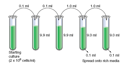 A liquid culture of E. coli at a concentration of 2 × 10 8 cells/ml was diluted serially, as shown in the following diagram, and 0.1 ml of cells from the last two test tubes were spread on agar plates containing rich media. How many colonies do you expect to grow on each of the two plates