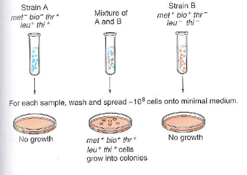 This problem concerns Fig. 13.14 on p. 471, which illustrates the experiment performed by Lederberg and Tatum that first indicated the existence of bacterial conjugation. a. Strain A had mutations in two genes, while strain B had three mutations. The reason is that Lederberg and Tatum wanted to ensure that the phenomenon they were examining did not involve reversion of mutations. Explain the logic behind this aspect of their experimental design, assuming that the rate of reversion of a single gene is one in 10 million (1 in 10 7 ) cells. How did these investigators know that the cells they found after mixing the two cultures were indeed not due to reversion b. The experiment shown in Fig. 13.14 did not inform the investigators which strain was the donor and which was the recipient. Describe a way in which they could modify this experiment to answer this question. Figure 13.14 Conjugation. Neither of two multiple auxotrophic strains analyzed by Lederberg and Tatum formed colonies on minimal medium. When cells of the two strains were mixed, gene transfer produced some prototrophic cells that formed colonies on minimal medium.