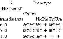 Suppose you have two Hfr strains of E. coli (HfrA and HfrB), derived from a fully prototrophic streptomycin- sensitive (wild-type) F + strain. In separate experiments you allow these two Hfr strains to conjugate with an F - recipient strain (Rcp) that is streptomycin resistant and auxotrophic for glycine (Gly - ), lysine (Lys - ), nicotinic acid (Nic - ), phenylalanine (Phe - ), tyrosine (Tyr - ). and uracil (Ura - ). By using an interrupted mating protocol you determined the earliest time after mating at which each of the markers can be detected in the streptomycin-resistant recipient strain, as shown here. (The * indicates that no Lys + cells were recovered in the 60 minutes of the experiment.) a. Draw the best map you can from these data, showing the relative locations of the markers and the origins of transfer in strains HfrA and HfrB. Show distances where possible. b. To resolve ambiguities in the preceding map, you studied cotransduction of the markers by the generalized transducing phage P1. You grew phage P1 on strain HfrB and then used the lysate to infect strain Rcp. You selected 1000 Phe + clones and tested them for the presence of unselected markers, with the following results: Draw the order of the genes as best you can based on the preceding cotransduction data. c. Suppose you wanted to use generalized transduction to map the gly gene relative to at least some of the other markers. How would you modify the co- transduction experiment just described to increase your chances of success Describe the composition of the medium you would use.