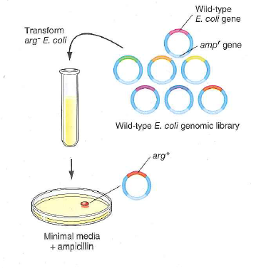 This problem highlights some useful variations of the gene identification by plasmid transformation procedure shown in Fig. 13.28 on p. 480. a. Suppose you have obtained a new bacterial mutant strain of interest. To determine the affected gene, you sequence the entire genome of the mutant strain and compare it with that of a wild-type strain. Several differences between the genomes were found, but one of these is a nonsense mutation that seems to be a good candidate. How would you use a plasmid library to verify that this nonsense mutation is responsible for the mutant phenotype b. Figure 13.28 showed how plasmid libraries could be used to identify genes with loss-of-function mutations that are responsible for a given aberrant phenotype. How could you use a plasmid library to identify a gene affected by a gain-of-function mutation Figure 13.28 Identifying mutant genes by plasmid library transformation. In this example, mutant auxotrophic bacterial cells ( arg ) are transformed with a recombinant library made from wild-type E. coli genomic DNA. The plasmid purified from a colony that grows on minimal media without an arginine supplement contains the arg + allele of the gene that is mutant in the auxotrophs.