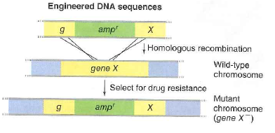 Scientists can use gene targeting not just to knock genes out (as was shown in Fig. 13.31 on p. 481), but also to introduce nonbacterial genes into bacterial chromosomes. One such gene in wide use is a gene from jellyfish encoding Green Fluorescent Protein. In one example of this strategy, suppose you want to make E. coli into a biosensor to detect the highly toxic metal cadmium. The E. coli genome has a gene called yodA that is only transcribed (and its mRNA translated) in the presence of cadmium. You want to use gene targeting to make a strain of E. coli that will fluoresce brightly in green when cadmium is present in the environment. a. Draw a DNA construct that you could use to exchange the yodA coding sequence with that for jellyfish Green Fluorescent Protein. Would you obtain the jellyfish DNA from genomic DNA or from a cDNA clone b. Explain why yodA is no longer functional in bacteria that glow green in the presence of cadmium. c. Can you think of way to alter the approach so that yodA might remain functional Figure 13.31 Gene targeting. Linear DNA fragments (generated using PCR) introduced into E. coli undergo recombination with bacterial chromosome sequences homologous to the fragment ' s free ends. Here, Incorporation of the DNA fragment replaces most of gene X with an ampicillin resistance gene , generating gene X null mutants. Cells that have undergone gene X replacement can be selected by growing on medium containing ampicillin.