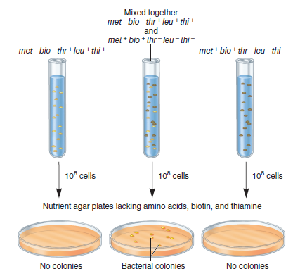 In the experiment of Figure 7.1, Joshua Lederberg and Edward Tatum could not discern whether met + bio + genetic material was transferred to the met bio thr + leu + thi + strain or if thr + leu + thi + genetic material was transferred to the met + bio + thr leu thi strain. Let's suppose that one strain is streptomycin-resistant (say, met + bio + thr leu thi ) and the other strain is sensitive to streptomycin. Describe an experiment that could determine whether the met + bio + genetic material was transferred to the met bio thr + leu + thi + strain or if the thr + leu + thi + genetic material was transferred to the met + bio + thr leu thi strain. FIGURE 7.1 Experiment of Lederberg and Tatum demonstrating genetic transfer during conjugation in E. coli. When plated on a growth medium lacking amino acids, biotin, and thiamine, the met bio thr + leu + thi + or met + bio + thr leu thi strains were unable to grow. However, if they were mixed together and then plated, some colonies were observed. These colonies were due to the transfer of genetic material between these two strains by conjugation. Note: In bacteria, it is common to give genes a three-letter name (shown in italics) that is related to the function of the gene. A plus superscript ( + ) indicates a functional gene, and a minus superscript ( ) indicates a mutation that has caused the gene or gene product to be inactive. In some cases, several genes have related functions. These may have the same three-letter name followed by different capital letters. For example, different genes involved with leucine biosynthesis may be called leuA, leuB, leuC, and so on. In the experiment described in Figure 7.1, the genes involved in leucine biosynthesis had not been distinguished, so the gene involved is simply referred to as leu + (for a functional gene) and leu (for a nonfunctional gene).