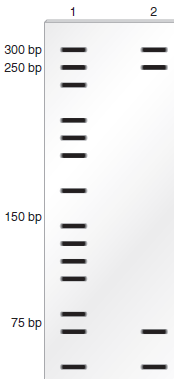 The technique of DNA footprinting is described in Chapter 20. If a protein binds over a region of DNA, it will protect the DNA in that region from digestion by DNase I. To carry out a DNA foot-printing experiment, a researcher has a sample of a cloned DNA fragment. The fragments are exposed to DNase I in the presence and absence of a DNA-binding protein. Regions of the DNA fragment not covered by the DNA-binding protein will be digested by DNase I, producing a series of bands on a gel. Regions of the DNA fragment not digested by DNase I (because a DNA-binding protein is preventing DNase I from gaining access to the DNA) will be revealed, because a region of the gel will not contain any bands. In the DNA footprinting experiment shown here, a researcher began with a sample of cloned DNA 300 bp in length. This DNA contained a eukaryotic promoter for RNA polymerase II. For the sample loaded in lane 1, no proteins were added. For the sample loaded in lane 2, the 300-bp fragment was mixed with RNA polymerase II plus TFIID and TFIIB. A. How long of a region of DNA is covered up by the binding of RNA polymerase II and the transcription factors B. Describe how this binding would occur if the DNA was within a nucleosome structure. (Note: The structure of nucleosomes is described in Chapter 10.) Do you think that the DNA is in a nucleosome structure when RNA polymerase and transcription factors are bound to the promoter Explain why or why not.