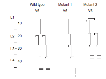 Here are the results of cell lineage analyses of hypodermal cells in wild-type and mutant strains of C. elegans. Explain the nature of the mutations in the altered strains.