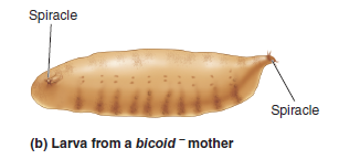 Take a look at solved problem S3 before answering this question. Drosophila embryos carrying a ts mutation were exposed to the permissive (25°C) or nonpermissive (30°C) temperature at different stages of development. Explain these results. Problem S3 Mutations in genes that control the early stages of development are often lethal (e.g., see Figure 25.7b). To circumvent this problem, developmental geneticists may try to isolate temperature-sensitive developmental mutants, or ts alleles. If an embryo carries a ts allele, it will develop correctly at the permissive temperature (e.g., 25°C) but will fail to develop if incubated at the nonpermissive temperature (e.g., 30°C). In most cases, ts alleles are missense mutations that slightly alter the amino acid sequence of a protein, causing a change in its structure that prevents it from working properly at the nonpermissive temperature. ts alleles are particularly useful because they can provide insight regarding the stage of development when the protein encoded by the gene is necessary. Researchers can take groups of embryos that carry a ts allele and expose them to the permissive and nonpermissive temperature at different stages of development. In the experiment described next, embryos were divided into five groups and exposed to the permissive or nonpermissive temperature at different times after fertilization. FIGURE 25.7 The bicoid mutation in Drosophila. (b) A larva from a homozygous bicoid mother in which both ends of the larva develop posterior structures. For example, both ends develop a spiracle, which normally is found only at the posterior end. This is a lethal condition. Explain these results.