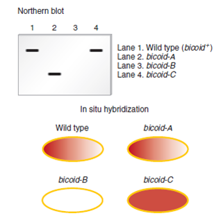 Two techniques commonly used to study the expression patterns of genes that play a role in development are Northern blotting and in situ hybridization. As described in Chapter 18, Northern blotting can be used to detect RNA that is transcribed from a particular gene. In this method, a specific RNA is detected by using a short segment of cloned DNA as a probe. The DNA probe, which is radioactive, is complementary to the RNA that the researcher wishes to detect. After the radioactive probe DNA binds to the RNA within a blot of a gel, the RNA is visualized as a dark (radioactive) band on an X-ray film. For example, a DNA probe that is complementary to the bicoid mRNA could be used to specifically detect the amount and size of the mRNA in a blot. A second technique, termed fluorescence in situ hybridization (FISH), can be used to identify the locations of genes on chromosomes. This technique can also be used to locate gene products within oocytes, embryos, and larvae. For this reason, it has been commonly used by developmental geneticists to understand the expression patterns of genes during development. The micrograph in Figure 23.8b is derived from the application of the FISH technique. In this case, the probe was complementary to bicoid mRNA. Now here is the question. Suppose a researcher has three different Drosophila strains that have loss-of-function mutations in the bicoid gene. We will call them bicoid-A , bicoid-B , and bicoid-C; the wild type is designated bicoid +. To study these mutations, phenotypically normal female flies that are homozygous for the bicoid mutation were obtained, and their oocytes were analyzed using these two techniques. A wild-type strain was also analyzed as a control. In other words, RNA was isolated from some oocytes and analyzed by Northern blotting, and some oocytes were subjected to in situ hybridization. In both cases, the probe was complementary to the bicoid mRNA. The results are shown on the next page. A. How can phenotypically normal female flies be homozygous for a loss-of-function allele in the bicoid gene B. Explain the type of mutation (e.g., deletion, point mutation, etc.) in each of the three strains. Explain how the mutation may cause a loss of normal function for the bicoid gene product. C. Discuss how the use of both techniques provides more definitive information than the application of just one of the two techniques.