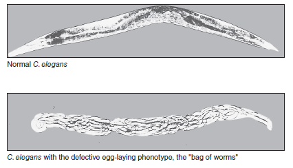In the experiment of Figure 25.16, suggest reasons why the n536, n355, and n540 strains have an egg-laying defect. FIGURE 25.16 Identification of mutations that affect the timing of development in C. elegans.