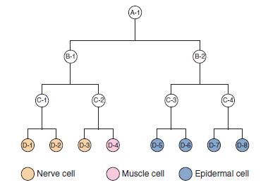 A hypothetical cell lineage is shown here. A gene, which we will call gene X, is activated in the B-1 cell, so the B-1 cell will progress through the proper developmental stages to produce three nerve cells (D-1, D-2, and D-3) and one muscle cell (D-4). Gene X is normally inactivated in A-1, C-1, and C-2 cells, as well as the four D cells. Draw the expected cell lineages if a heterochronic mutation had the following effects: A. Gene X is turned on one cell division too early. B. Gene X is turned on one cell division too late.