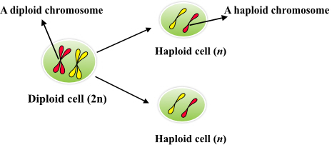 The term diploid is defined, as the two sets of chromosomes present in a single cell. The diploid condition is notated as ( a.). The diploid cells are called as somatic cells. These cells are replicated by the mitosis process. Thus, they are not involved in the reproduction.The diploid cells of the human body includes: muscle cells, skin cells, and brain cells extra. All these cells have two copies of all chromosomes present in the cell. Whereas, the haploid cells have a single set of chromosomes in a cell, the haploid condition is notated as a.. The haploid cells are called as germ cells. These cells are synthesized by the meiosis process. Thus, the haploid cells are involved in the reproduction process. The haploid cells of the human body includes: sperms in the males and egg cell in the females.