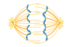 Which phase of mitosis is depicted in the drawing below A) Prophase B) Prometaphase C) Metaphase D) Anaphase E) Telophase