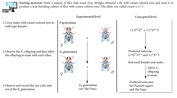 Let's suppose you were looking through a vial of fruit flies in your laboratory and noticed a male fly that has pink eyes. What crosses would you make to determine if the pink allele is an X-linked gene What crosses would you make to determine if the pink allele is an allele of the same X-linked gene that has white and eosin alleles Note: The eosin allele is discussed in Figure 4.19.FIGURE 4.19 A gene interaction between the cream allele and eosin allele in fruit flies.    