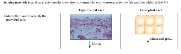 Figure 5.6 describes the results of X-chromosome inactivation in mammals. If fast and slow alleles of glucose-6-phosphate dehydrogenase (G-6-PD) exist in other species, what would be the expected results of gel electrophoresis for a heterozygous female of the following species a. Marsupial B. Drosophila melanogaster C. Caenorhabditis elegans (Note: We are considering the hermaphrodite in C. elegans to be equivalent to a female.) FIGURE 5.6 Evidence that adult female mammals contain one X chromosome that has been permanently inactivated. Starting material: Several small skin samples taken from a woman who was heterozygous for the fast and slow alleles of G-6-PD.
