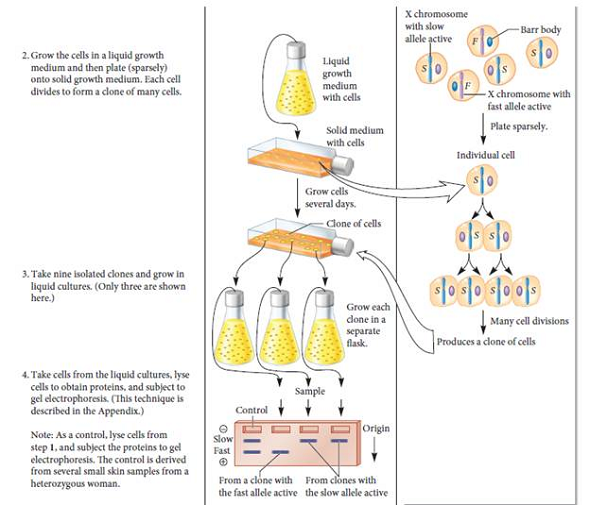 Figure 5.6 describes the results of X-chromosome inactivation in mammals. If fast and slow alleles of glucose-6-phosphate dehydrogenase (G-6-PD) exist in other species, what would be the expected results of gel electrophoresis for a heterozygous female of the following species a. Marsupial B. Drosophila melanogaster C. Caenorhabditis elegans (Note: We are considering the hermaphrodite in C. elegans to be equivalent to a female.) FIGURE 5.6 Evidence that adult female mammals contain one X chromosome that has been permanently inactivated. Starting material: Several small skin samples taken from a woman who was heterozygous for the fast and slow alleles of G-6-PD.