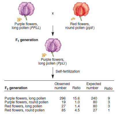 Figure 6.1 shows the first experimental results that indicated linkage between two different genes. Conduct a chi square analysis to confirm that the genes are really linked and the data could not be explained by independent assortment.FIGURE 6.1 An experiment of Bateson and Punnett with sweet peas, showing that independent assortment does not always occur. Note: The expected numbers are rounded to the nearest whole number.