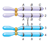 A crossover has occurred in the bivalent shown here. a. What is the outcome of this single crossover event If a second crossover occurs somewhere between A and C , explain which two chromatids it would involve and where it would occur (i.e., between which two genes) to produce the types of chromosomes shown here: a. A B C , A b C , a B c , and a b c B. A b c , A b c , a B C , and a B C C. A B c , A b c , a B C , and a b C D. A B C , A B C , a b c , and a b c