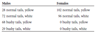 A sex-influenced trait is dominant in males and causes bushy tails. The same trait is recessive in females. Fur color is not sex influenced. Yellow fur is dominant to white fur. A true-breeding female with a bushy tail and yellow fur was crossed to a white male without a bushy tail (i.e., a normal tail). The F 1 females were then crossed to white males without bushy tails. The following results were obtained:     a. Conduct a chi square analysis to determine if these two genes are linked b. If the genes are linked, calculate the map distance between them. Explain which data you used in your calculation.