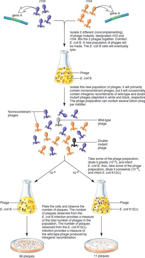 In the experimental strategy described in Figure 7.18, explain why it was necessary to dilute the phage preparation used to infect E. coli B so much more than the phage preparation used to infect E. coli K12( ).FIGURE 7.18 Benzer'smethod of intragenic mapping in the rll region. The coinfection carried out at the top of this figure was done using a great excess of phages, making it likely that the E. coli B cells will be coinfected with both strains. However, the infection experiment toward the bottom of the figure was done at a lower phage concentration such that an E. coli B cell or E. coli K12( ) cell would be infected with a single phage.
