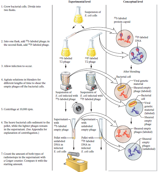 Does the experiment of Figure 9.5 rule out the possibility that RNA is the genetic material of T2 phage Explain your answer. If it does not, could you modify Hershey and Chase's approach to show that DNA and not RNA is the genetic material of T2 bacteriophage Note: It is possible to specifically label DNA or RNA by providing bacteria with radiolabeled thymine or uracil, respectively.FIGURE 9.5 Evidence that DNA is the genetic material of T2 bacteriophage. Starting materials: The starting materials were E. coli cells and two preparations of radiolabeled T2 phage. One phage preparation had phage proteins labeled with 35 S, and the other preparation had phage DNA labeled with 32 P.