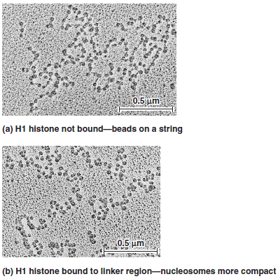 When chromatin is treated with a moderate salt concentration, the linker histone H1 is removed (see Figure 10.13a). Higher salt concentration removes the rest of the histone proteins (see Figure 10.19b). If the experiment of Figure 10.12 were carried out after the DNA was treated with moderate or high salt, what would be the expected results FIGURE 10.13 The nucleosome structure of eukaryotic chromatin as viewed by electron microscopy. The chromatin in (a) has been treated with moderate salt concentrations to remove the linker histone, H1. It exhibits the classic beads-on-a-string morphology. The chromatin in (b) has been incubated without added NaCl and shows a more compact morphology. a. FIGURE 10.12 DNase I cuts chromatin into repeating units containing 200 bp of DNA. Starting material: Nuclei from rat liver cells. a. FIGURE 10.19 The importance of histone proteins and scaffolding proteins in the compaction of eukaryotic chromosomes. (a) A metaphase chromosome. (b) A metaphase chromosome following treatment with high salt concentration to remove the histone proteins. The black arrow on the right points to an elongated strand of DNA. The white arrow on the left points to the scaffold (composed of nonhistone proteins), which anchors the bases of the radial loops. As shown earlier in Figure 10.18d, this scaffold contains protein filaments. a. FIGURE 10.18 The steps in eukaryotic chromosomal compaction leading to the metaphase chromosome.