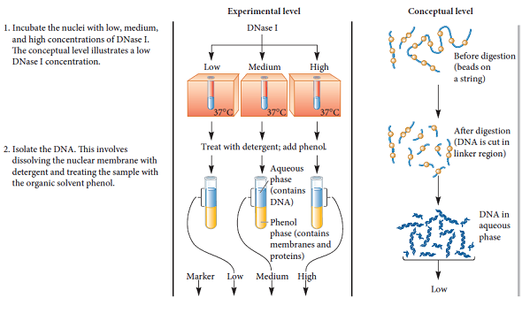 When chromatin is treated with a moderate salt concentration, the linker histone H1 is removed (see Figure 10.13a). Higher salt concentration removes the rest of the histone proteins (see Figure 10.19b). If the experiment of Figure 10.12 were carried out after the DNA was treated with moderate or high salt, what would be the expected results FIGURE 10.13 The nucleosome structure of eukaryotic chromatin as viewed by electron microscopy. The chromatin in (a) has been treated with moderate salt concentrations to remove the linker histone, H1. It exhibits the classic beads-on-a-string morphology. The chromatin in (b) has been incubated without added NaCl and shows a more compact morphology. a. FIGURE 10.12 DNase I cuts chromatin into repeating units containing 200 bp of DNA. Starting material: Nuclei from rat liver cells. a. FIGURE 10.19 The importance of histone proteins and scaffolding proteins in the compaction of eukaryotic chromosomes. (a) A metaphase chromosome. (b) A metaphase chromosome following treatment with high salt concentration to remove the histone proteins. The black arrow on the right points to an elongated strand of DNA. The white arrow on the left points to the scaffold (composed of nonhistone proteins), which anchors the bases of the radial loops. As shown earlier in Figure 10.18d, this scaffold contains protein filaments. a. FIGURE 10.18 The steps in eukaryotic chromosomal compaction leading to the metaphase chromosome.