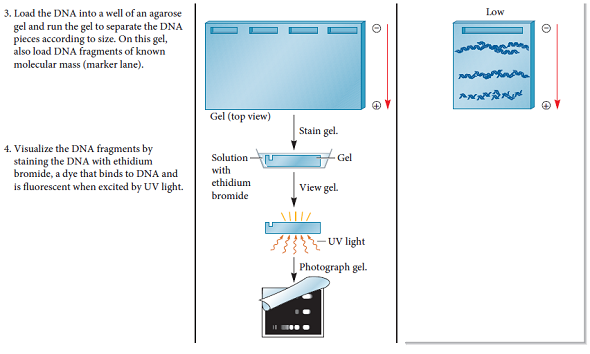 When chromatin is treated with a moderate salt concentration, the linker histone H1 is removed (see Figure 10.13a). Higher salt concentration removes the rest of the histone proteins (see Figure 10.19b). If the experiment of Figure 10.12 were carried out after the DNA was treated with moderate or high salt, what would be the expected results FIGURE 10.13 The nucleosome structure of eukaryotic chromatin as viewed by electron microscopy. The chromatin in (a) has been treated with moderate salt concentrations to remove the linker histone, H1. It exhibits the classic beads-on-a-string morphology. The chromatin in (b) has been incubated without added NaCl and shows a more compact morphology. a. FIGURE 10.12 DNase I cuts chromatin into repeating units containing 200 bp of DNA. Starting material: Nuclei from rat liver cells. a. FIGURE 10.19 The importance of histone proteins and scaffolding proteins in the compaction of eukaryotic chromosomes. (a) A metaphase chromosome. (b) A metaphase chromosome following treatment with high salt concentration to remove the histone proteins. The black arrow on the right points to an elongated strand of DNA. The white arrow on the left points to the scaffold (composed of nonhistone proteins), which anchors the bases of the radial loops. As shown earlier in Figure 10.18d, this scaffold contains protein filaments. a. FIGURE 10.18 The steps in eukaryotic chromosomal compaction leading to the metaphase chromosome.