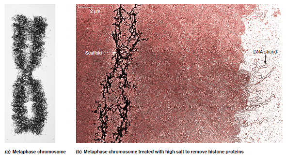 When chromatin is treated with a moderate salt concentration, the linker histone H1 is removed (see Figure 10.13a). Higher salt concentration removes the rest of the histone proteins (see Figure 10.19b). If the experiment of Figure 10.12 were carried out after the DNA was treated with moderate or high salt, what would be the expected results FIGURE 10.13 The nucleosome structure of eukaryotic chromatin as viewed by electron microscopy. The chromatin in (a) has been treated with moderate salt concentrations to remove the linker histone, H1. It exhibits the classic beads-on-a-string morphology. The chromatin in (b) has been incubated without added NaCl and shows a more compact morphology. a. FIGURE 10.12 DNase I cuts chromatin into repeating units containing 200 bp of DNA. Starting material: Nuclei from rat liver cells. a. FIGURE 10.19 The importance of histone proteins and scaffolding proteins in the compaction of eukaryotic chromosomes. (a) A metaphase chromosome. (b) A metaphase chromosome following treatment with high salt concentration to remove the histone proteins. The black arrow on the right points to an elongated strand of DNA. The white arrow on the left points to the scaffold (composed of nonhistone proteins), which anchors the bases of the radial loops. As shown earlier in Figure 10.18d, this scaffold contains protein filaments. a. FIGURE 10.18 The steps in eukaryotic chromosomal compaction leading to the metaphase chromosome.