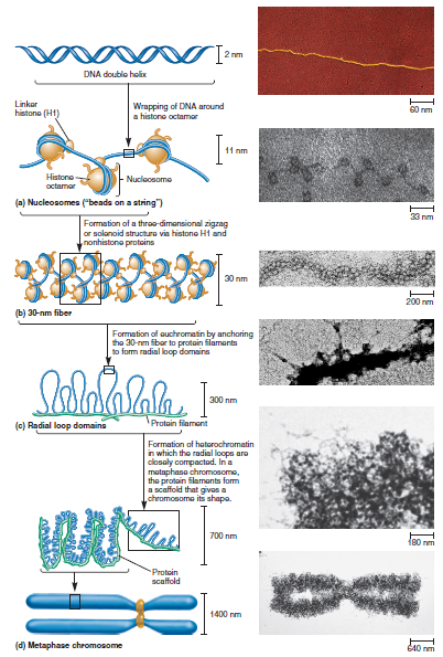 When chromatin is treated with a moderate salt concentration, the linker histone H1 is removed (see Figure 10.13a). Higher salt concentration removes the rest of the histone proteins (see Figure 10.19b). If the experiment of Figure 10.12 were carried out after the DNA was treated with moderate or high salt, what would be the expected results FIGURE 10.13 The nucleosome structure of eukaryotic chromatin as viewed by electron microscopy. The chromatin in (a) has been treated with moderate salt concentrations to remove the linker histone, H1. It exhibits the classic beads-on-a-string morphology. The chromatin in (b) has been incubated without added NaCl and shows a more compact morphology. a. FIGURE 10.12 DNase I cuts chromatin into repeating units containing 200 bp of DNA. Starting material: Nuclei from rat liver cells. a. FIGURE 10.19 The importance of histone proteins and scaffolding proteins in the compaction of eukaryotic chromosomes. (a) A metaphase chromosome. (b) A metaphase chromosome following treatment with high salt concentration to remove the histone proteins. The black arrow on the right points to an elongated strand of DNA. The white arrow on the left points to the scaffold (composed of nonhistone proteins), which anchors the bases of the radial loops. As shown earlier in Figure 10.18d, this scaffold contains protein filaments. a. FIGURE 10.18 The steps in eukaryotic chromosomal compaction leading to the metaphase chromosome.