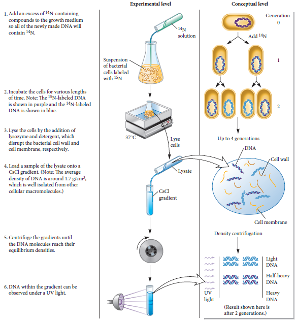 An absentminded researcher follows the steps of Figure 11.3, and when the gradient is viewed under UV light, the researcher does not see any bands at all. Which of the following mistakes could account for this observation Explain how a. The researcher forgot to add 14 N-containing compounds b. The researcher forgot to add lysozyme c. The researcher forgot to turn on the UV lamp.FIGURE 11.3 Evidence that DNA replication is semiconservative. Starting material: A strain of E. coli that has been grown for many generations in the presence of 15 N. All of the nitrogen in the DNA is labeled with 15 N.  