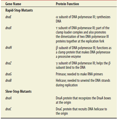 As described in Table 11.3, what is the difference between a rapid-stop and a slow-stop mutant What are different roles of the proteins that are defective in rapid-stop and slow-stop mutants Table 11.3 Examples of ts Mutants Involved in DNA Replication in E. coli